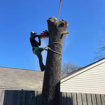 Kevin’s Tree Service