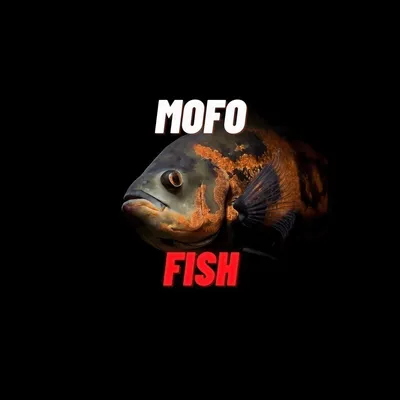 High end Fish keeping