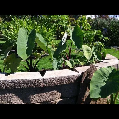 Murakami Landscaping