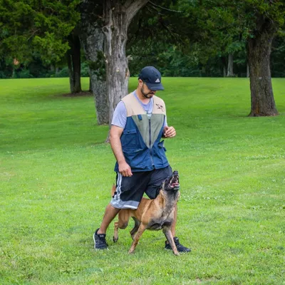 Ultimate k9 training