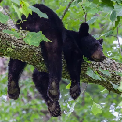 Grand bear tree service