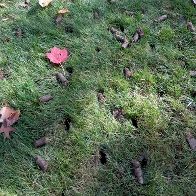 Andrew's Aeration