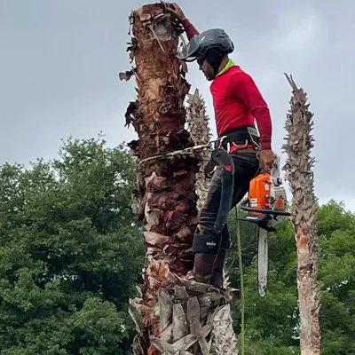 Big Mama Palm Tree Specialist