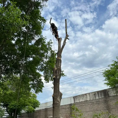 Erick’s tree services and more