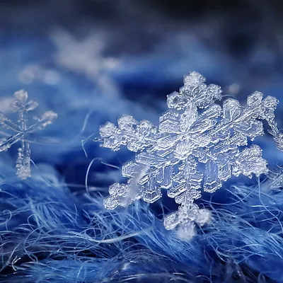 The Snow Zone