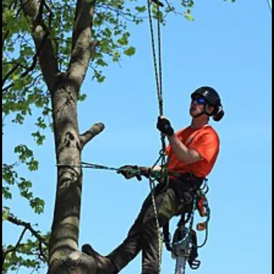 Master tree care