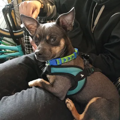 Wag's & Rag's (pet walks/sits & Airbnb upkeep)