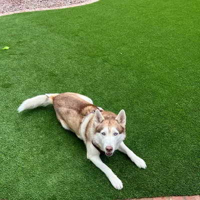 Az turf experts