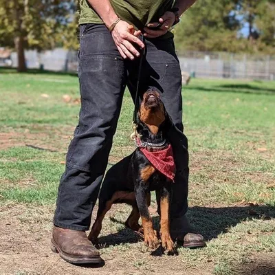 Born Free Dog Training
