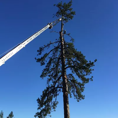 Tree Works Consulting, LLC