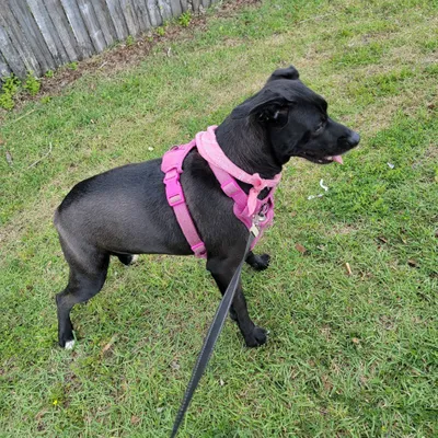 Jazzy's Pet Care LLC