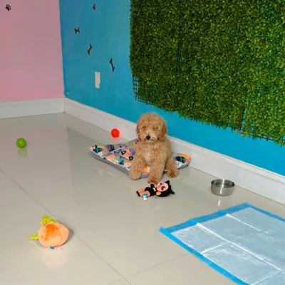 Pup’s Daycare