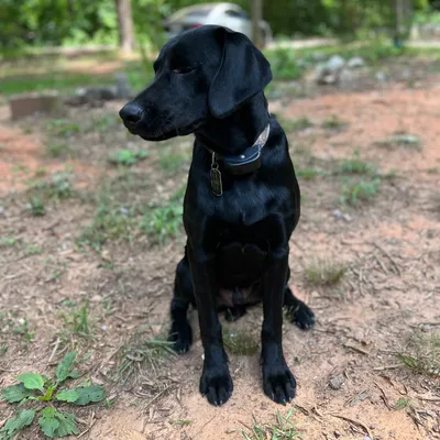 Brent’s Dog training/Bird Dog training