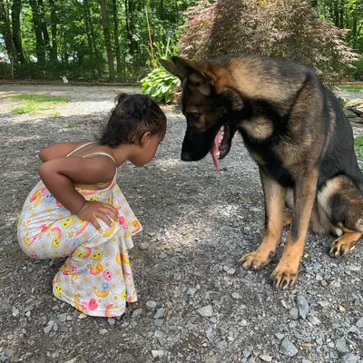 Know Your Dog Training & Boarding