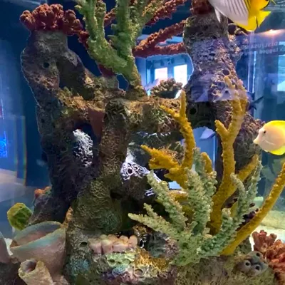 Tropiclear Aquarium Services