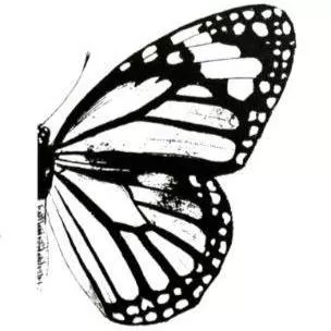 Monarch Woodworks of Austin