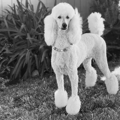 Mollie’s Dog and Cat Grooming