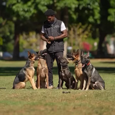 Working K9’s