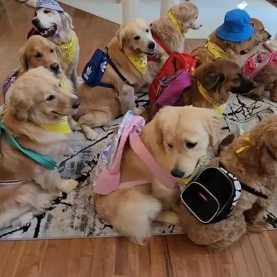 Sams pet care and other services