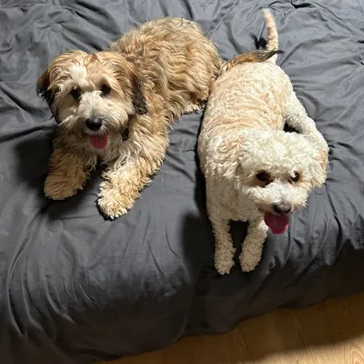 Best Pet Care