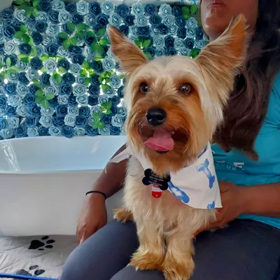 WhipCream's Doggie Spa