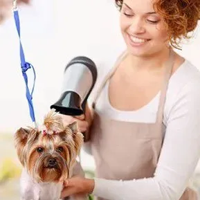 Bark Spa Grooming Salon