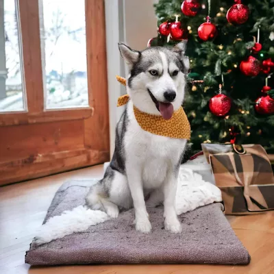 Lakeland Pet Grooming