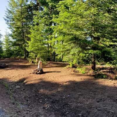 Bell Forestry Mulching LLC