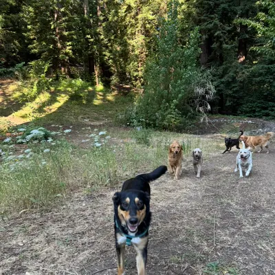 Paradise Dog Boarding