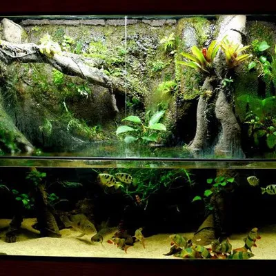 insane aquascapes