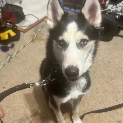 Taylormadek9training services