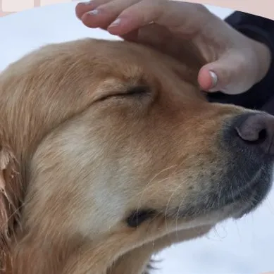 Stephy’s Sweet Paws