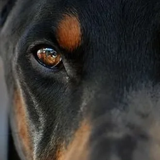 Meyers Dobermans