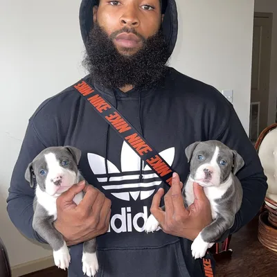 MK9DogTraining