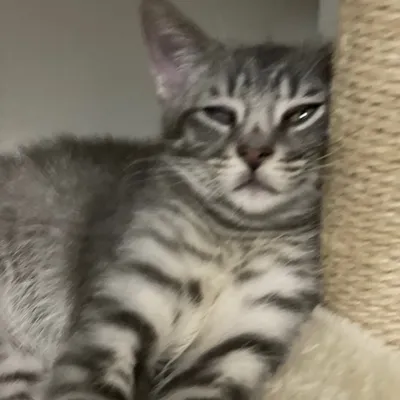 Kevin’s Kats