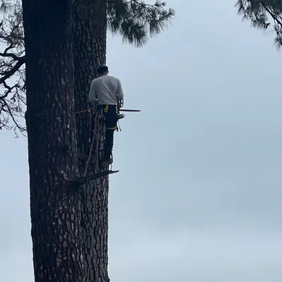 Tree service
