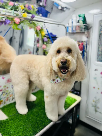 Groombuggy Mobile Dog Grooming