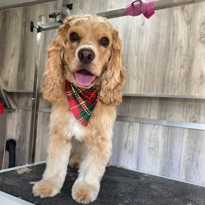 Hi pets salon grooming mobile service