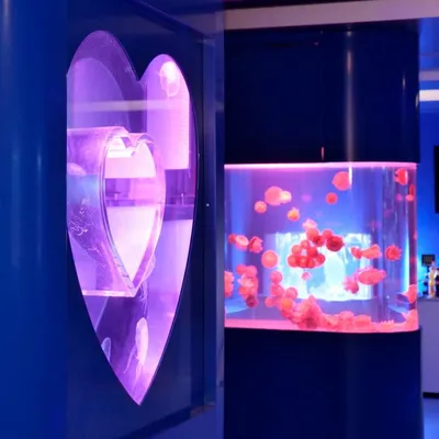 Jellyfishes Inc.