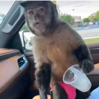 Monkeys Landscaping and Remodeling