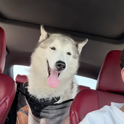 Gabriel’s Dog Days