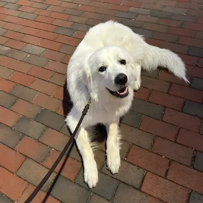 The Evolved K9