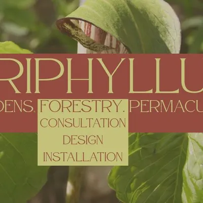 Triphyllum