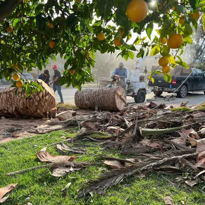 Ramírez Alvarado’s tree service