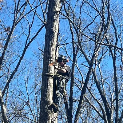 Maynor’s Tree Experts