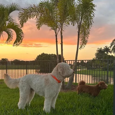 Parkland Canine's Oasis