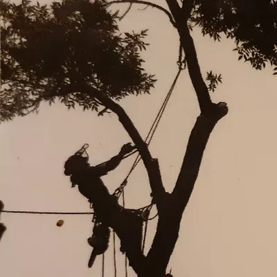MOLINA TREE SERVICES