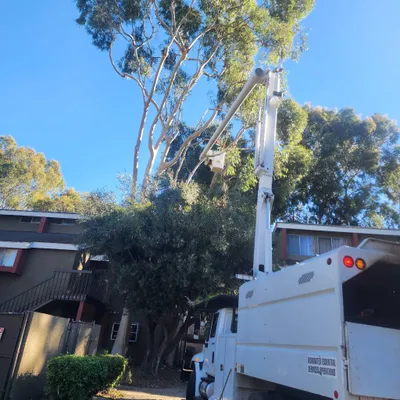 OBJJ Tree Service
