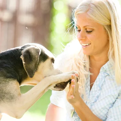 Haley J Pet Care