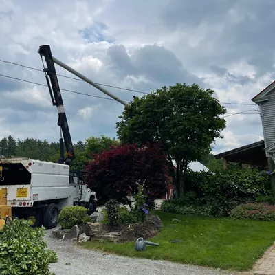 Willow Tree Service